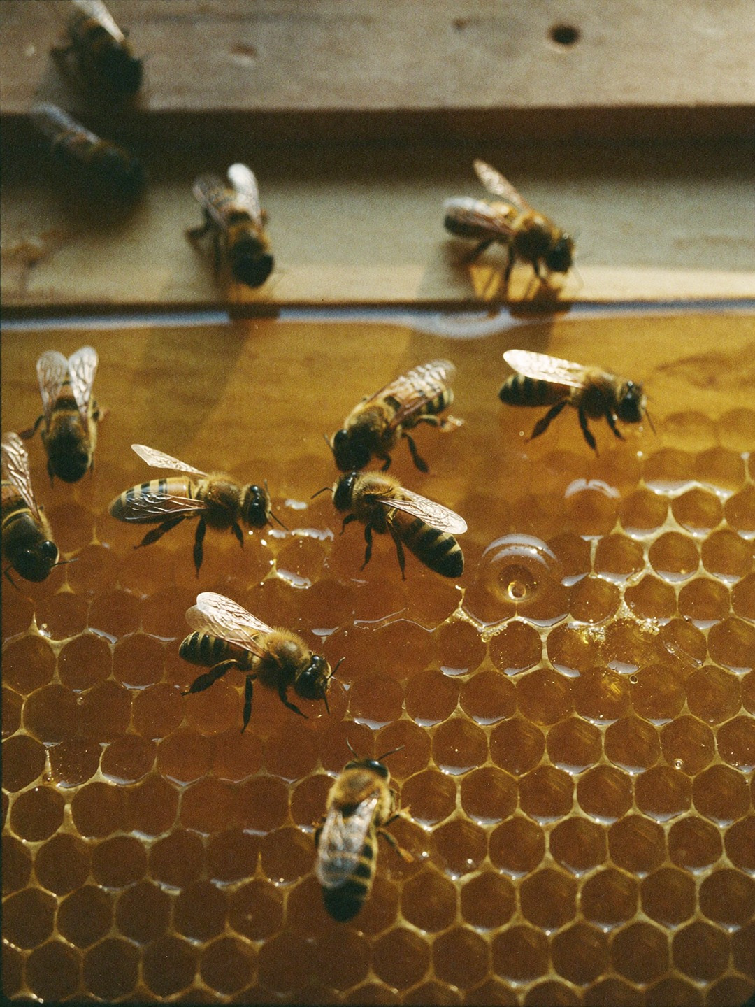 The Beekeeper’s Season Honey Brand Identity & Packaging